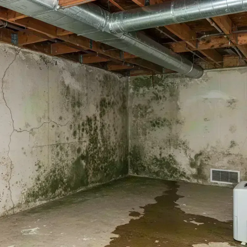 Professional Mold Removal in Lansing, IL